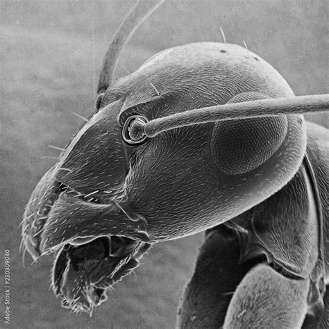 ant under microscope|ant under electron microscope.